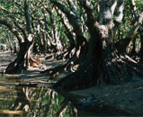Damas Island Mangrove Tour