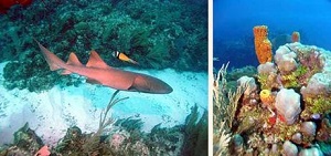 Barrier Reef Hol Chan/Shark Ray (1 tank dive & snorkel)
