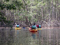 Damas Island Mangrove Kayaking
