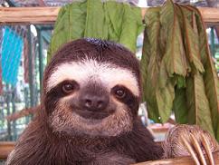 Caribbean Sloths